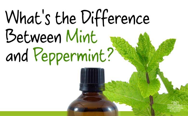 peppermint vs mint